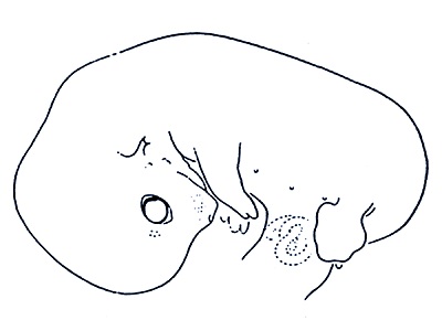 31. den