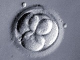 8. den